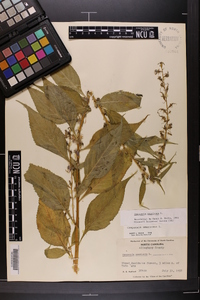 Campanulastrum americanum image