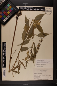 Campanulastrum americanum image