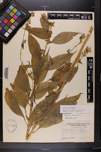 Campanulastrum americanum image