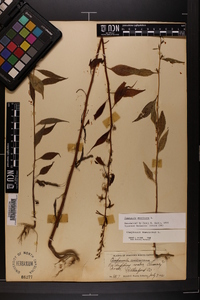 Campanulastrum americanum image