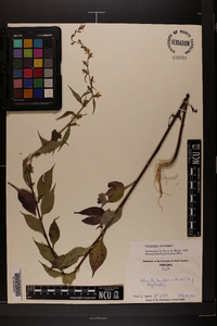 Campanulastrum americanum image