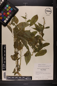 Campanulastrum americanum image