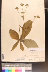 Elephantopus tomentosus image