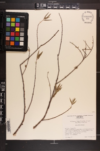 Salix caroliniana image