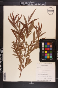 Salix caroliniana image