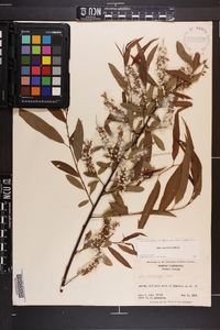 Salix caroliniana image