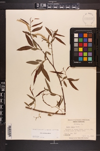 Salix caroliniana image