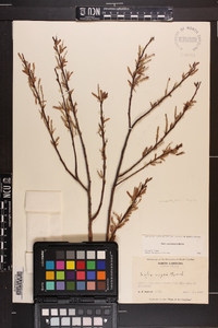 Salix caroliniana image