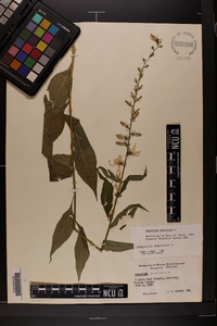 Campanulastrum americanum image