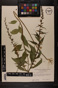 Campanulastrum americanum image