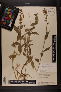 Campanulastrum americanum image