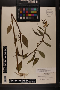 Campanulastrum americanum image