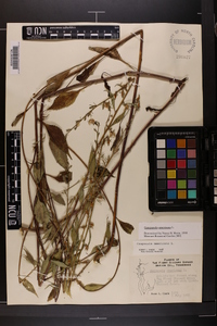 Campanulastrum americanum image