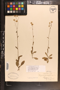 Erigeron quercifolius image