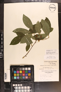 Ilex amelanchier image