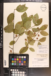 Ilex amelanchier image