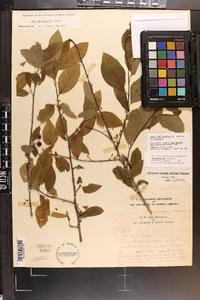 Ilex amelanchier image