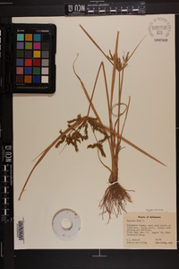 Cyperus iria image