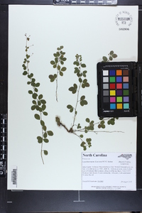 Lespedeza repens image