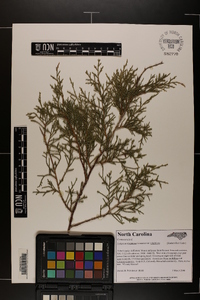 Juniperus virginiana var. virginiana image