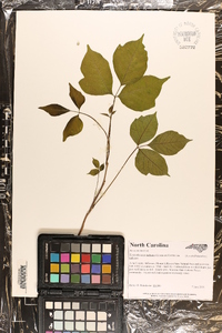 Toxicodendron radicans subsp. radicans image