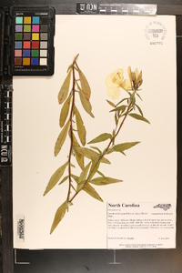 Oenothera tetragona image