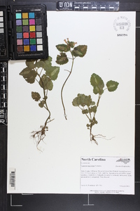 Lamium maculatum image