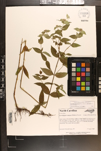 Pycnanthemum muticum image