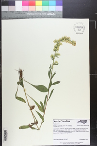 Solidago nemoralis var. nemoralis image