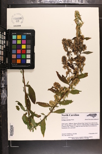 Solidago roanensis image