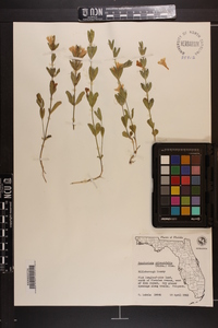 Dyschoriste oblongifolia image