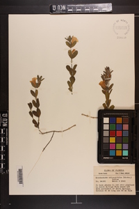 Dyschoriste oblongifolia image