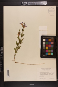 Dyschoriste oblongifolia image