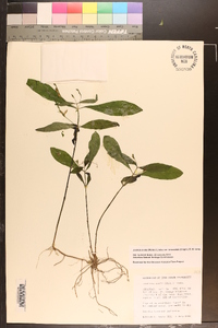 Justicia ovata image