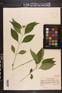 Image Associated With the Occurence