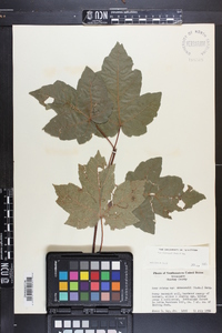 Acer rubrum var. drummondii image