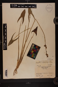 Sagittaria engelmanniana image