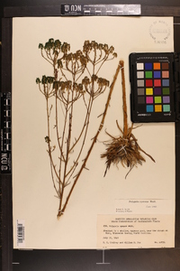 Polygala cymosa image