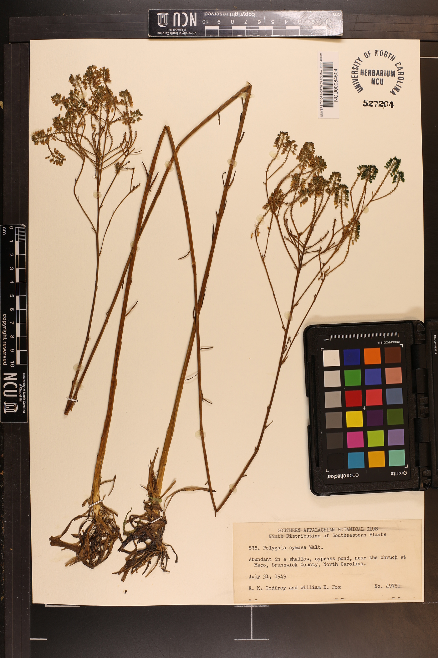 Polygala cymosa image