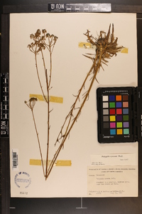 Polygala cymosa image