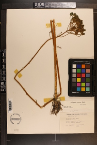 Polygala cymosa image