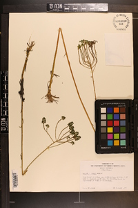 Polygala cymosa image