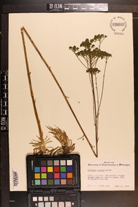 Polygala cymosa image