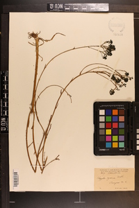 Polygala cymosa image