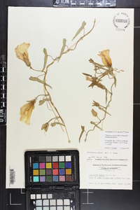 Calystegia sepium var. limnophila image