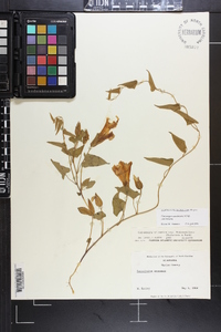 Calystegia catesbeiana subsp. catesbeiana image