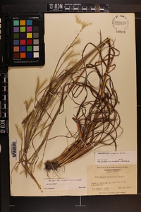 Andropogon ternarius image