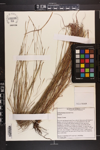 Schizachyrium tenerum image