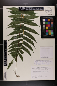 Thelypteris hispidula image