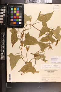 Calystegia sepium subsp. appalachiana image